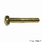 Flipperbeinschraube gold